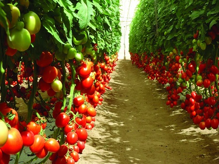 Бизнес план выращивания помидоров черри thumbnail